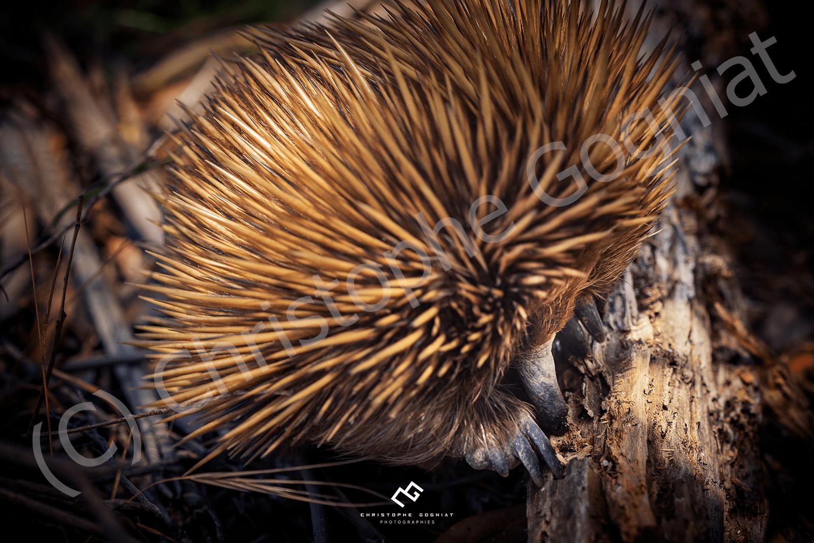Photo d'un échidné