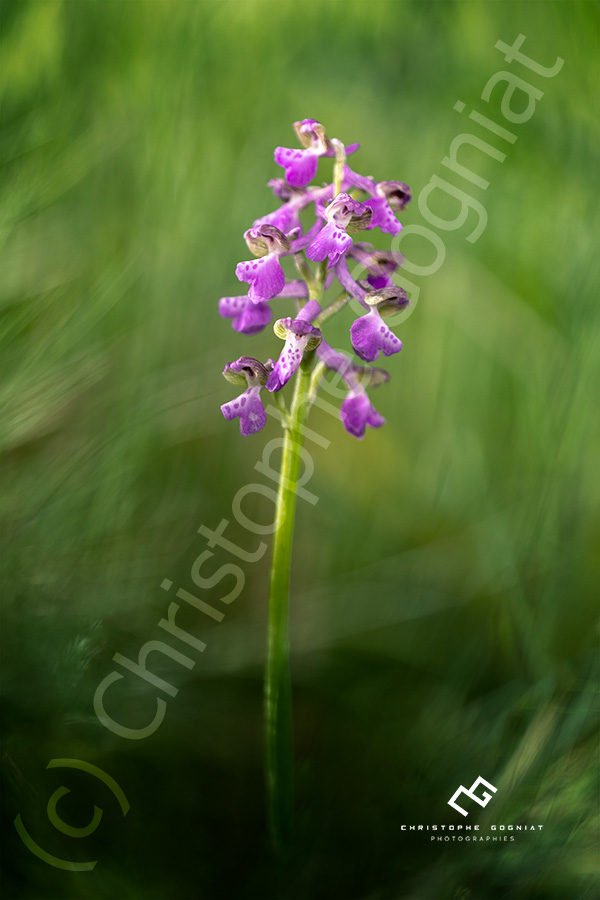 Orchidée sauvage