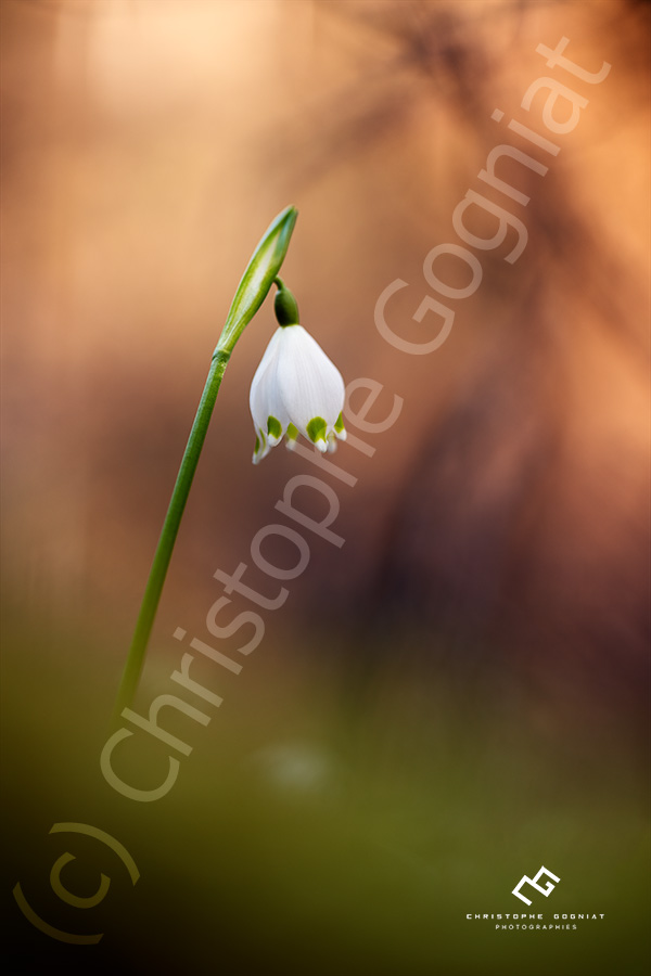 Nivéole de printemps